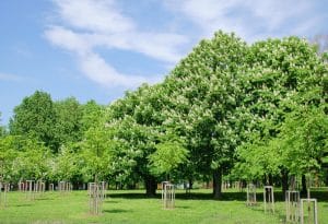 Afforestation and Net Zero
