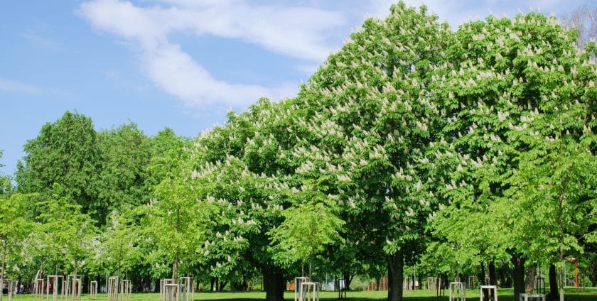 Afforestation and Net Zero