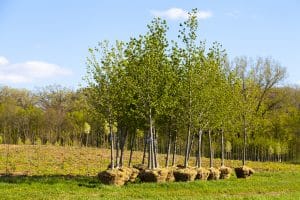 Planting Trees - Top Ten Carbon Capture Options Part one